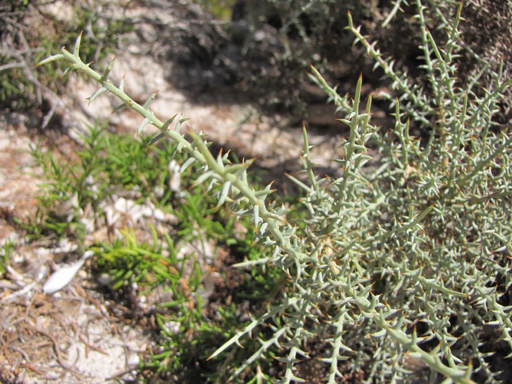 Pianta arcipelago Maddalena - Genista cfr. corsica